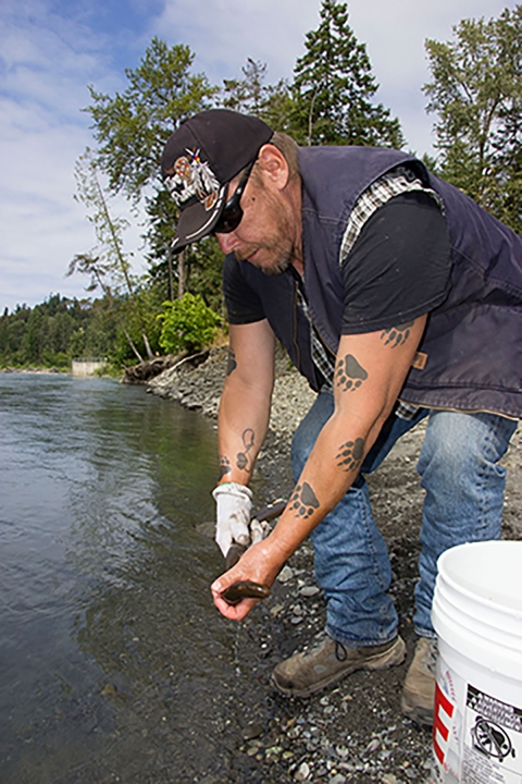  Fisheries Technician Ernest “Sonny” Sampson releases a newly radio tagged Pacific lamprey into the Elwha River.