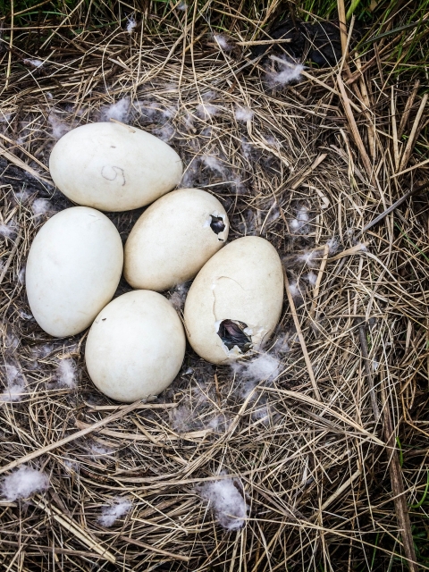 Five white eggs with two broken and chicks starting to hatch