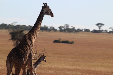 Giraffe and baby in Africa