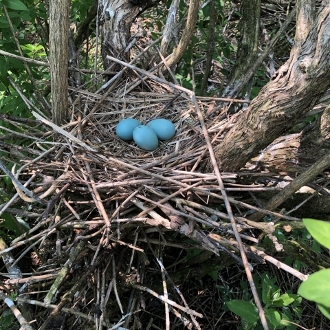 glossy ibis nest in tree with 3 blue eggs
