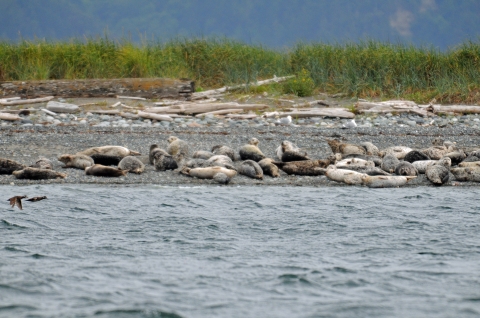 Harbor Seals Hauled Out on Protection Island