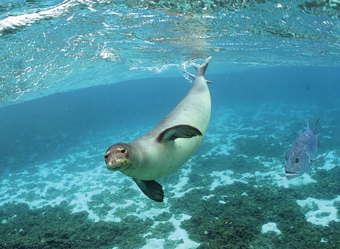 Under water view of a Hawaiian monk seal swimming.
