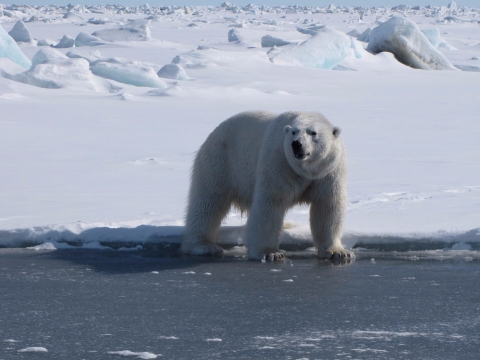 A polar bear stands on ice
