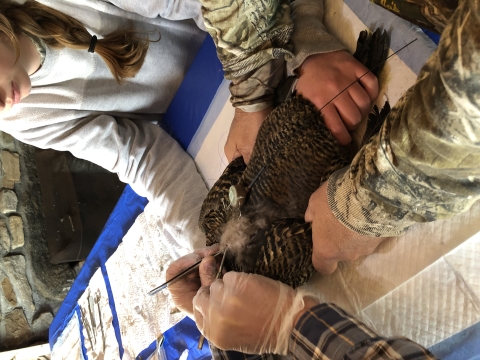 Telemetry radio being attached to common eider hen