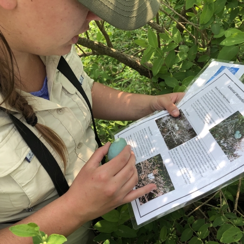biologist looking at egg and identification guide