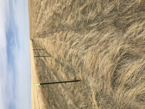 A field full of brown, dead grass and thatch