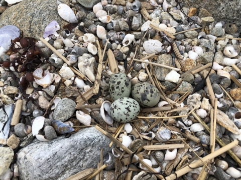 Common tern nest with 3 eggs