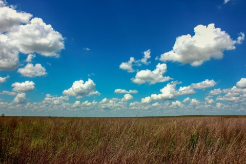 Tall bluestem grass blows in the prairie under a vibrant blue, open sky.