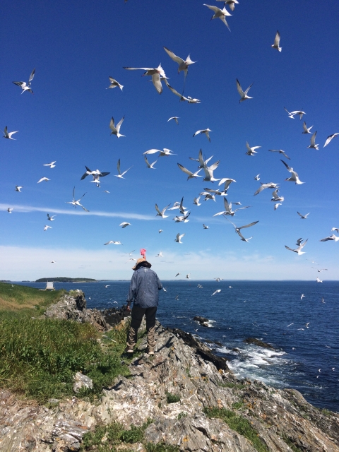 Staff searching for tern nests, terns flying overhead