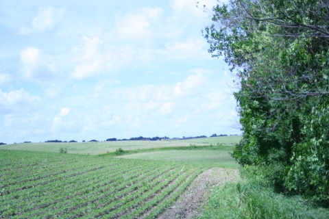 Field with rows of young crops, trees, prairie, sunny cloudy sky
