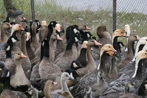 Large group of geese in a netted pen
