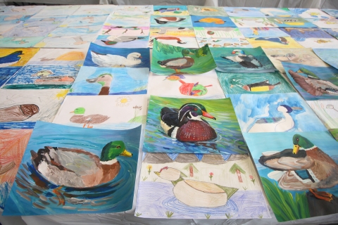 California Junior Duck Stamp artwork entries are displayed on a table.