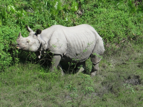Side view of an Indian one-horned rhinoceros foraging vegetation