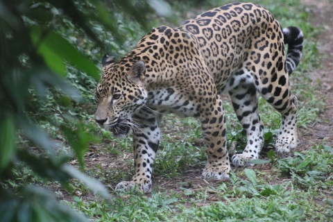 Jaguar