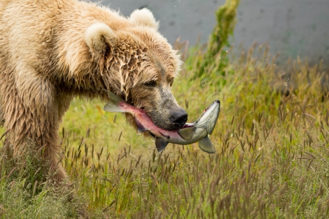A brown bear holds a writhing salmon in her mouth
