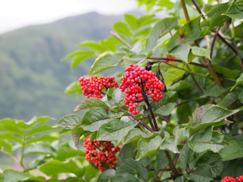 Clusters of small red berries on a shrub