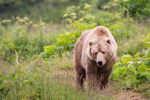 Kodiak brown bear strolling in a open prairie