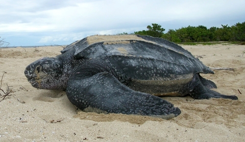 Leatherback sea turtle at Sandy Point National Wildlife Refuge