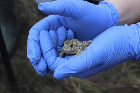 A person wearing blue gloves holds a Wyoming toad in their hands