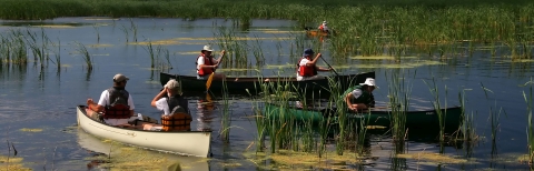 five volunteers in canoes collect  invasive European frog bit from marsh