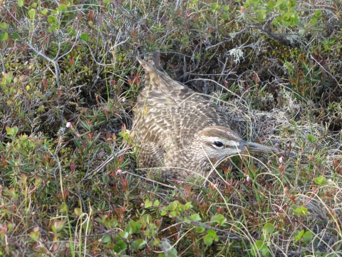 Nesting Whimbrel in on a nest on the ground surrounded by very short plants, grasses and some lichen