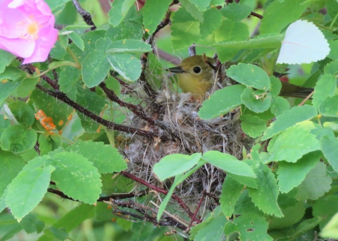 Yellow Warbler in Kanuti Refuge in a nest surrounded by green leaves.