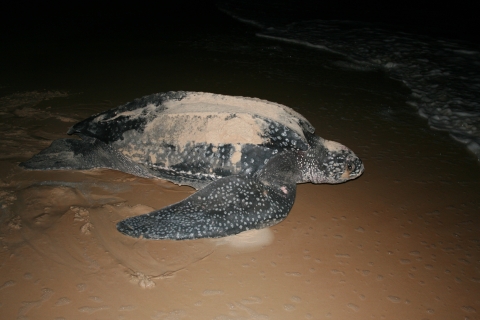 Nesting leatherback sea turtle in Gabon Pongara National Par