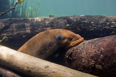 A brown fish with a large, round eye and round mouth suctioned onto a surface. This fish is in clear water with woody debris behind and in front of it.