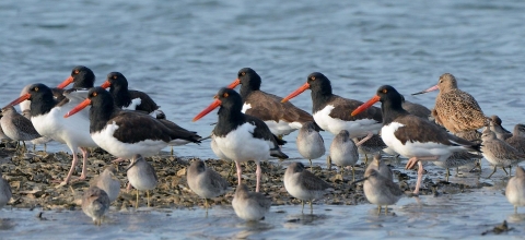 Black and white birds with long red beaks stand on a sandbar next to smaller gray birds.