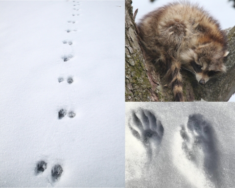 Clockwise from top right: A fuzzy brown raccoon with black face mask at Missisquoi National Wildlife Refuge in Vermont; a set of raccoon prints at Missisquoi Refuge; a trail of raccoon tracks at Missisquoi Refuge.