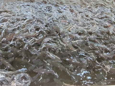 Rainbow Trout at Willow Beach NFH. 