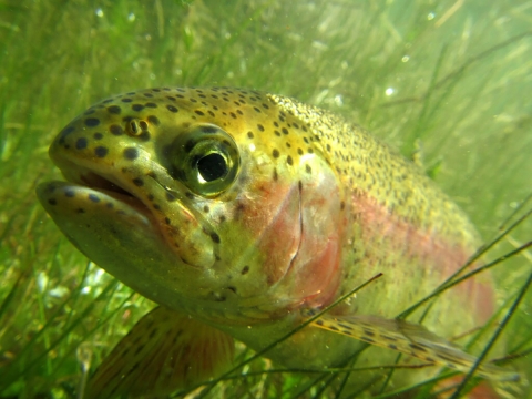 A under water close up of a Rainbow trout swimming through vegetation