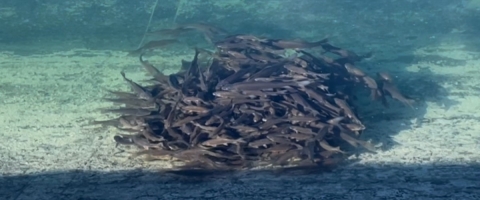 Razorback suckers schooling in a pond at SwNARRC Dexter, NM