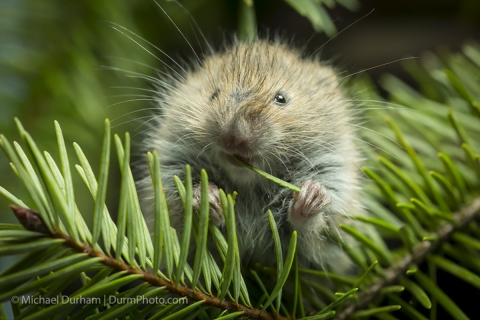 A Red Tree Vole snacking on a Pine needle. 