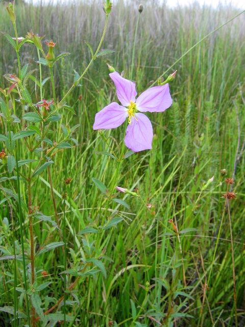 A pink Rhexia flower blooms amongst marsh grasses.