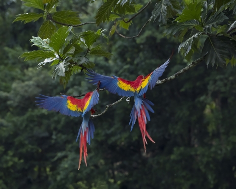 Scarlet Macaws Costa Rica