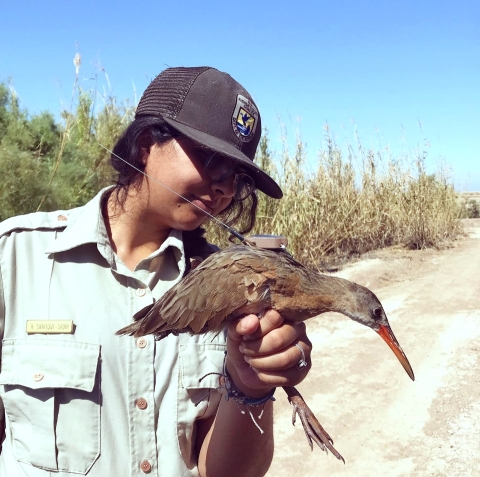 USFWS uniformed staff person holds a brown bird with a orange bill. 