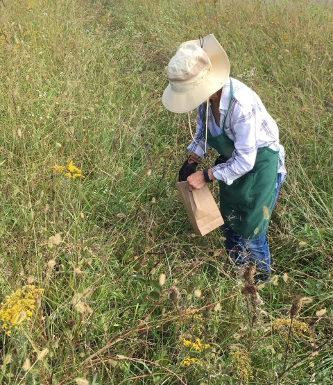 Volunteer collecting native seed at Big Oaks NWR