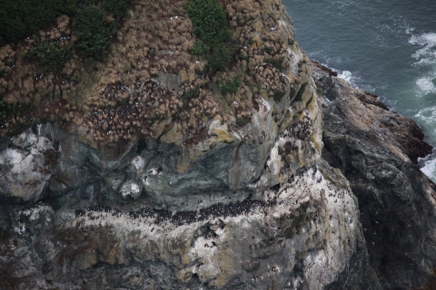 Hundreds of Seabirds Nesting on a Rugged Cliff Face