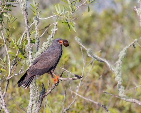 Snail Kite on a tree branch with apple snail in it's mouth. 