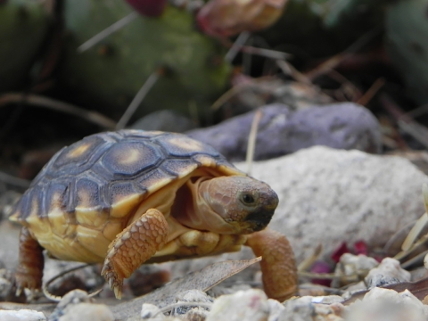 Sororan desert tortoise stand on rocks. 