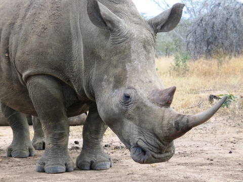 Southern White Rhinoceros