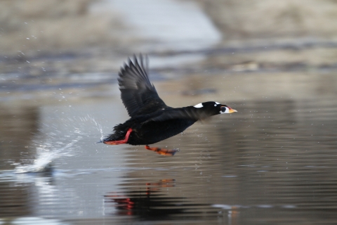 Surf Scoter taking off above a body of water in Kanuti Refuge.