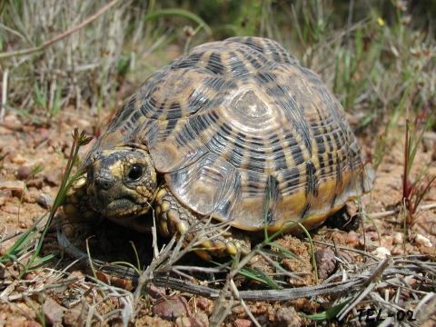 Telp Geometricus