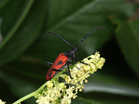 A male valley elderberry longhorned beetle on elderberry