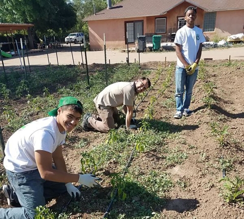 Volunteers planting in a garden. Two are kneeling and one is standing. 
