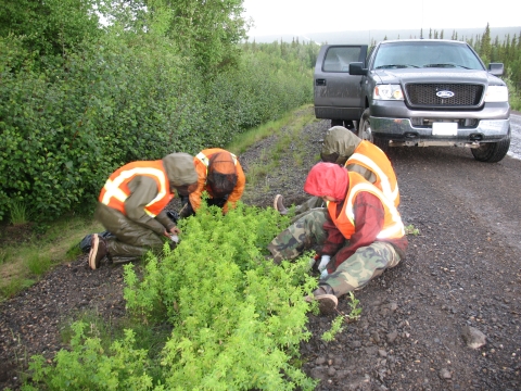 Friends of Alaska National Wildlife Refuge volunteers and Kanuti Refuge Staff sitting on the side of the road on the Dalton Highway in Alaska pulling invasive weeds during an annual weed pull event.