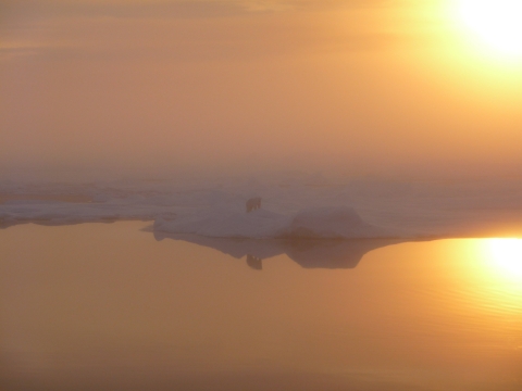 A polar bear on sea ice with a low sun reflected in open water