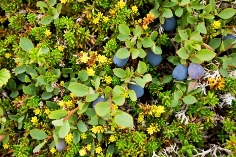 Ripe blueberries in short tundra fall foliage.