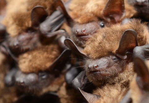 a close-up of brown bats huddled together